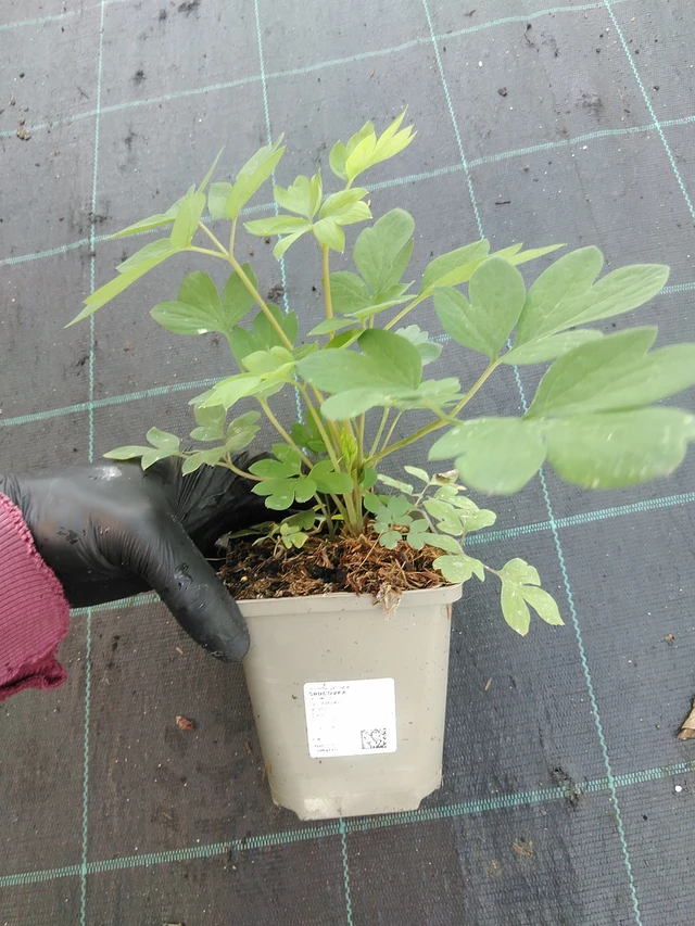 Särkynytsydän - 1. 9. 2025