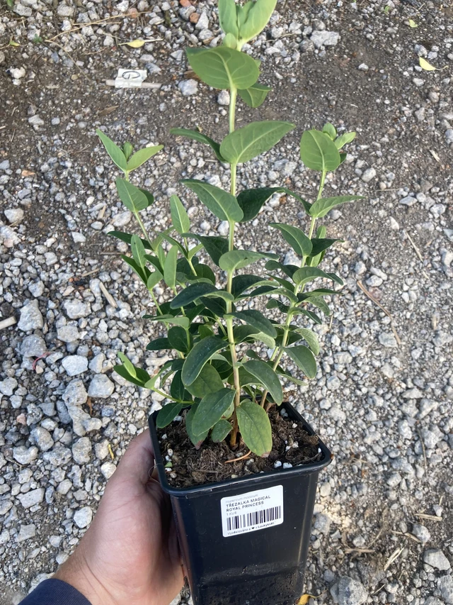 Kuisma Magical Royal Princess - 2024