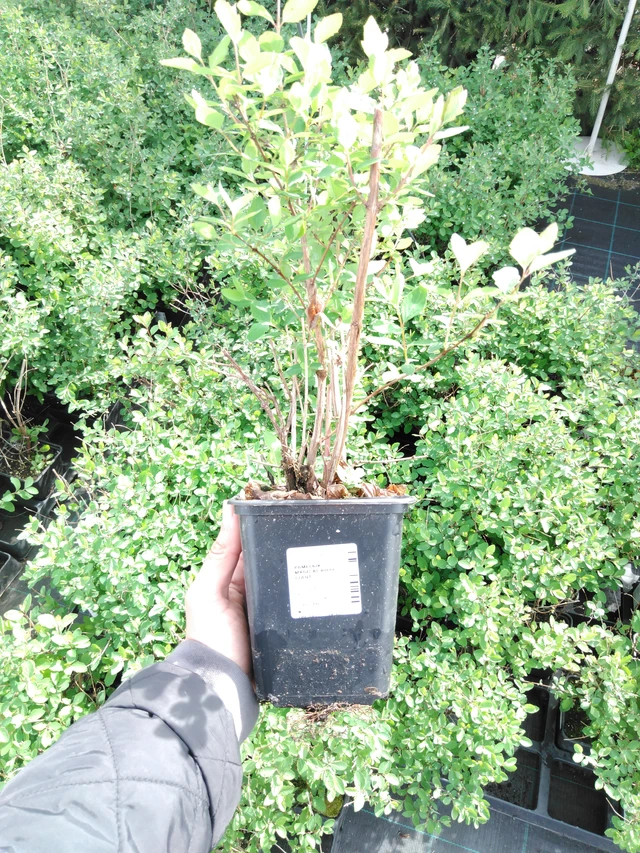 Symphoricarpos Magical Ruby Giant - 2024