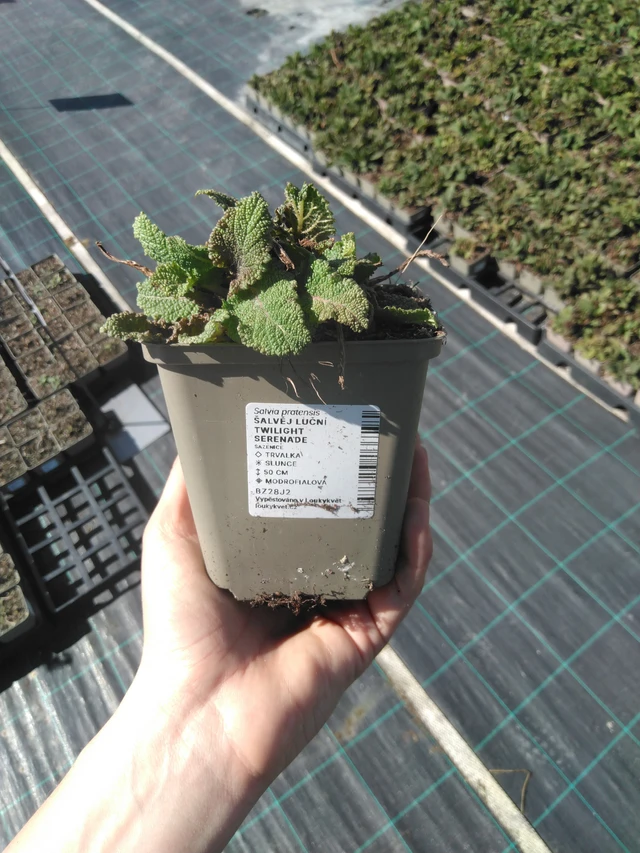 Salvia pratensis Twilight Serenade - 3. 4. 2025