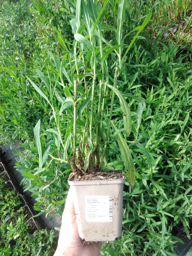 Boltonia decurrens - 2024