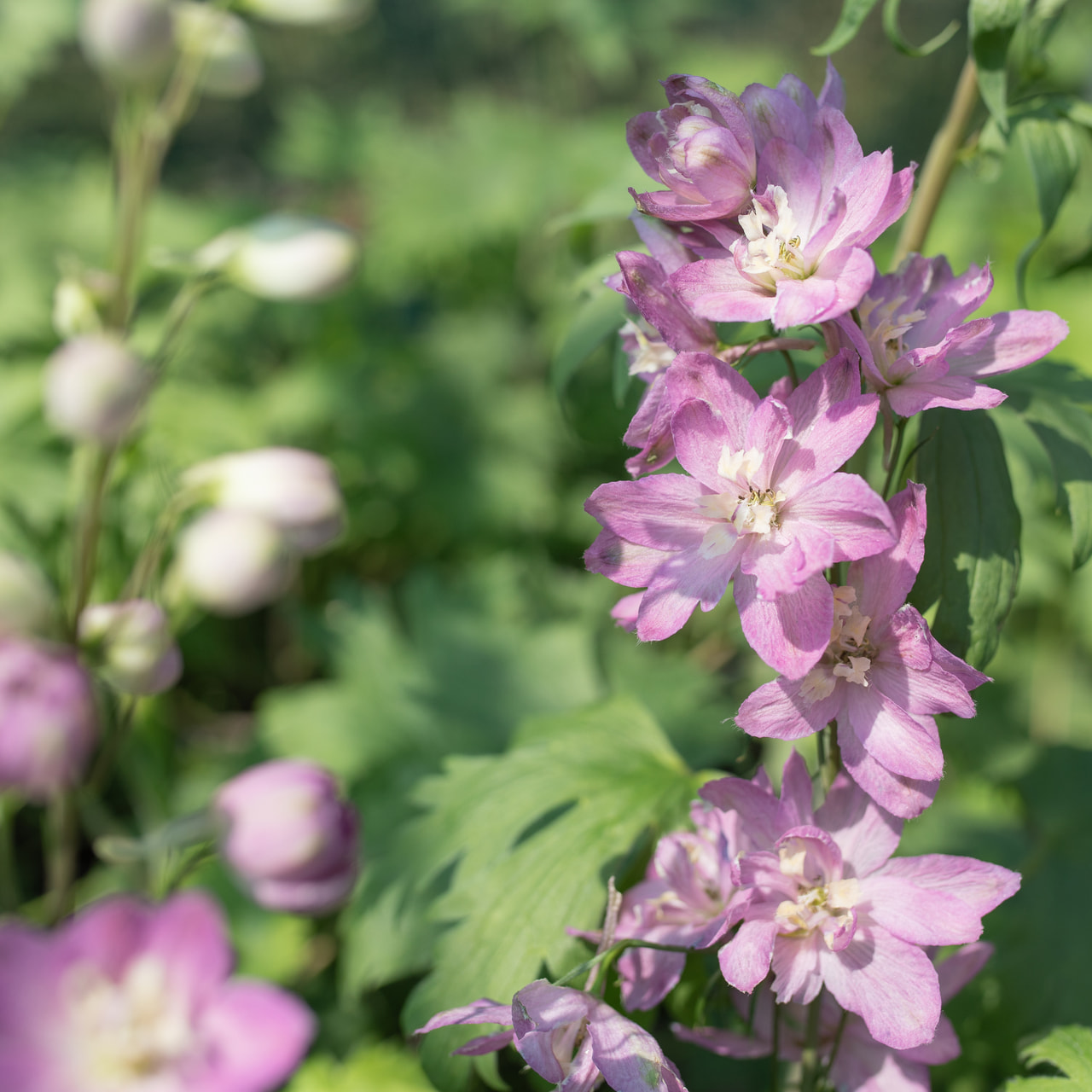 Ritarinkannus Benary’s Pacific Astolat, Loukykvět