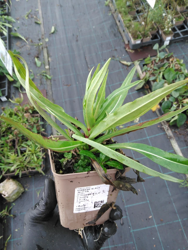 Stokesia Klaus Jelitto - 23. 10. 2025