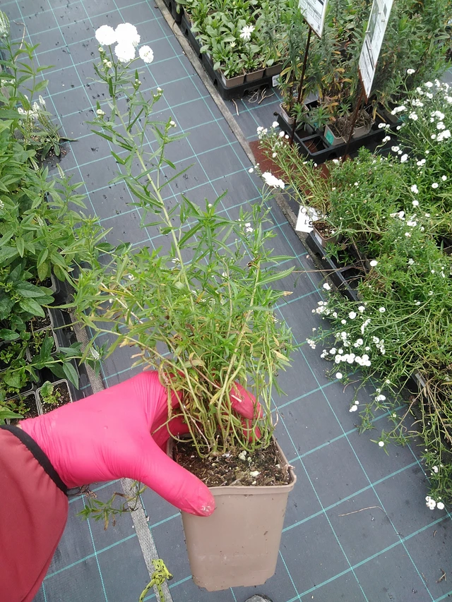 Kärsämö The Pearl - 29. 7. 2025