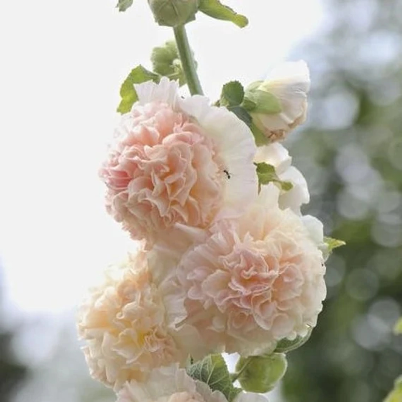 Salkoruusu Chaters Chamois, Loukykvět