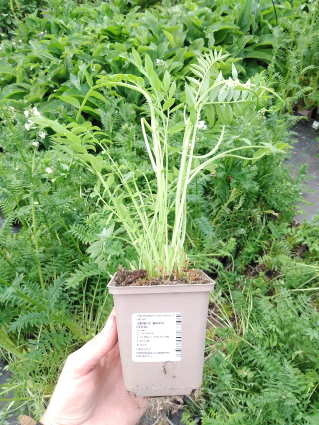 Sinilatva White Pearl - 2024