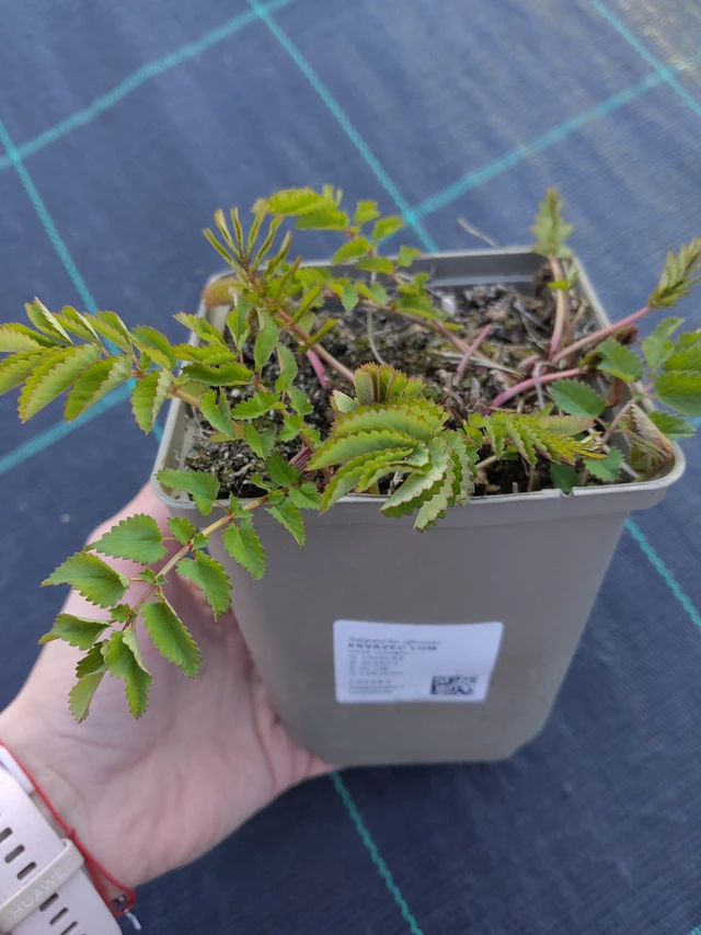 Krvavec Lum - 27. 3. 2026