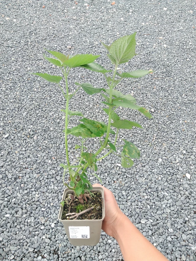 Agastache - 10. 9. 2025