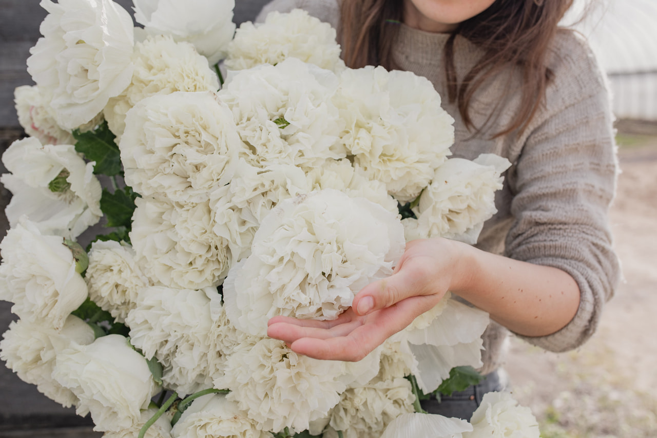 Pioenpapaver Cream, Loukykvět