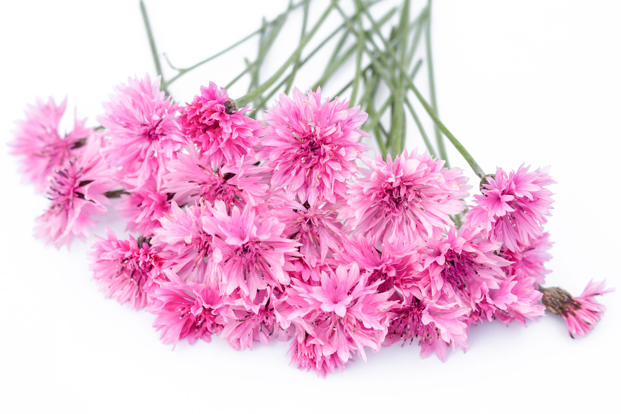 Aciano Tall Double Pinkie, Loukykvět