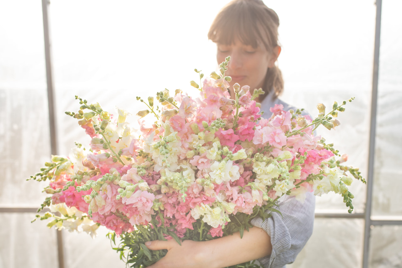 Leijonankita Madame Butterfly Delicate Mix, Loukykvět