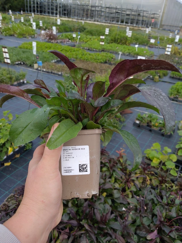 Pipo Husker Red - 9. 10. 2025