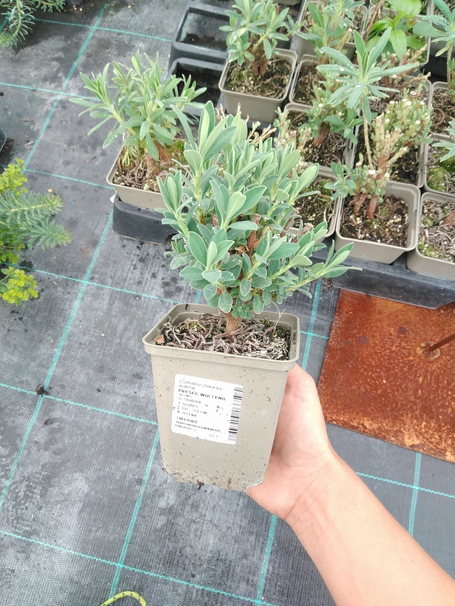 Euphorbia Wulfenii - 10. 9. 2025