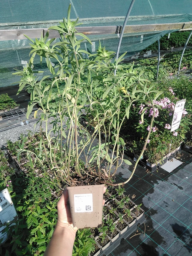 Monarda punctata - 13. 7. 2026