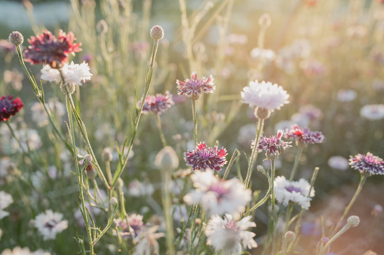 Aciano Classic Magic, Loukykvět