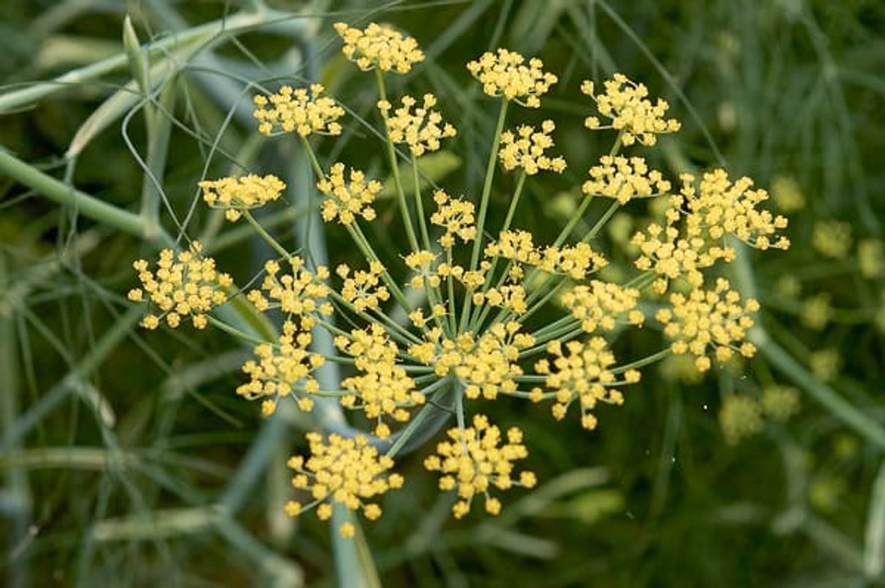 Fenkoli Green, Loukykvět