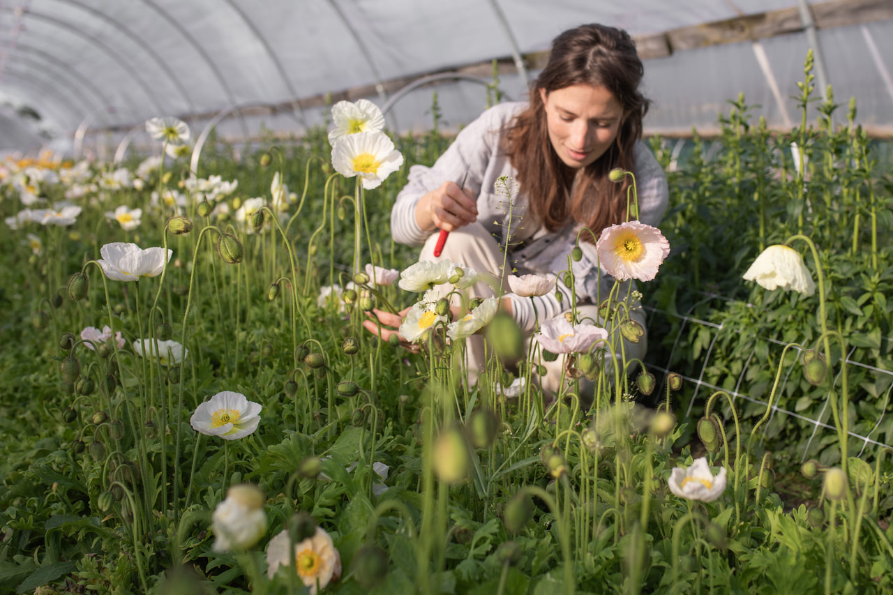 Unikko Champagne Bubbles White, Loukykvět