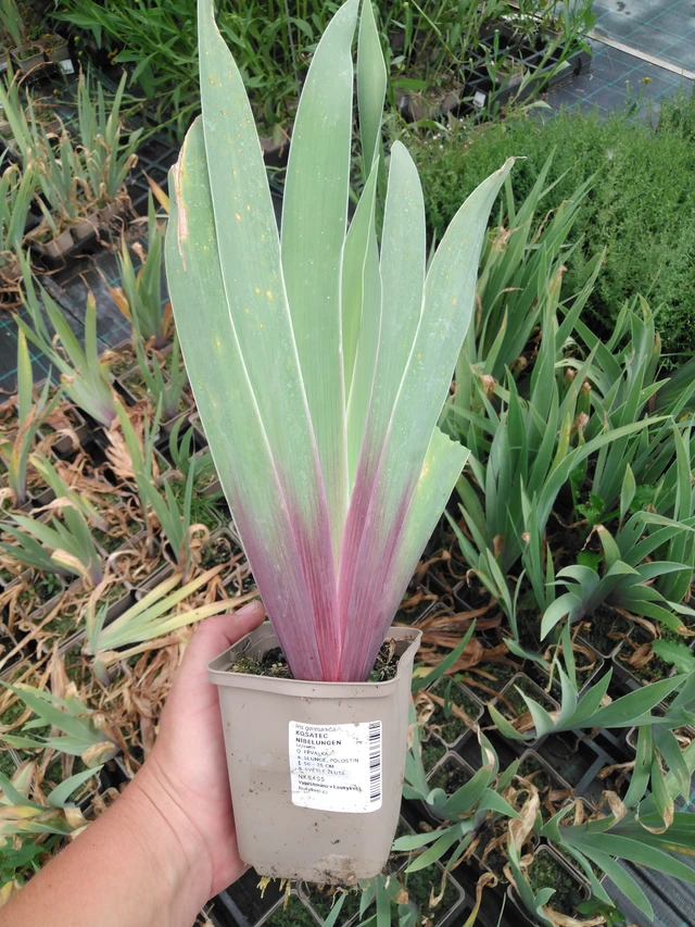 Kurjenmiekka Nibelungen - 2024