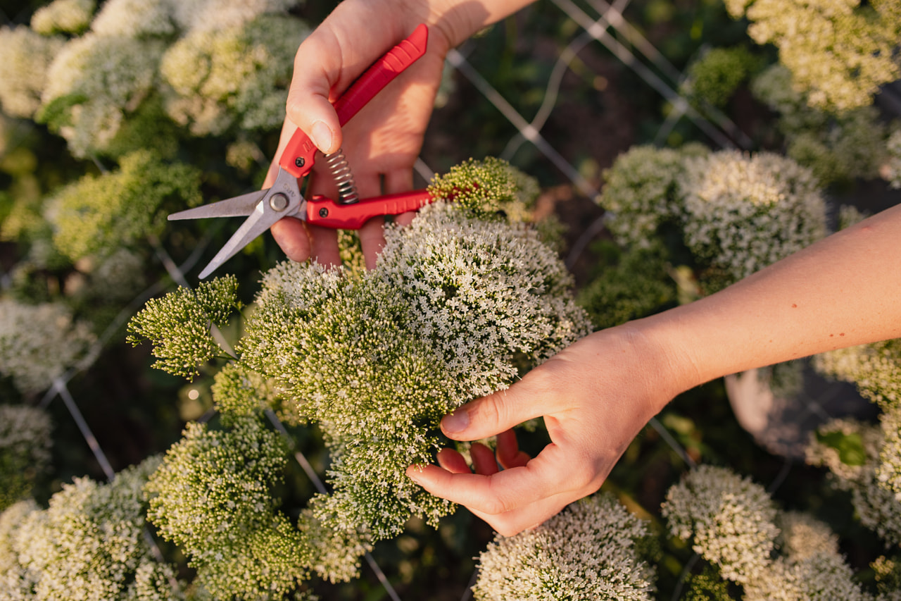 Leliebelle Lake Michigan White, Loukykvět