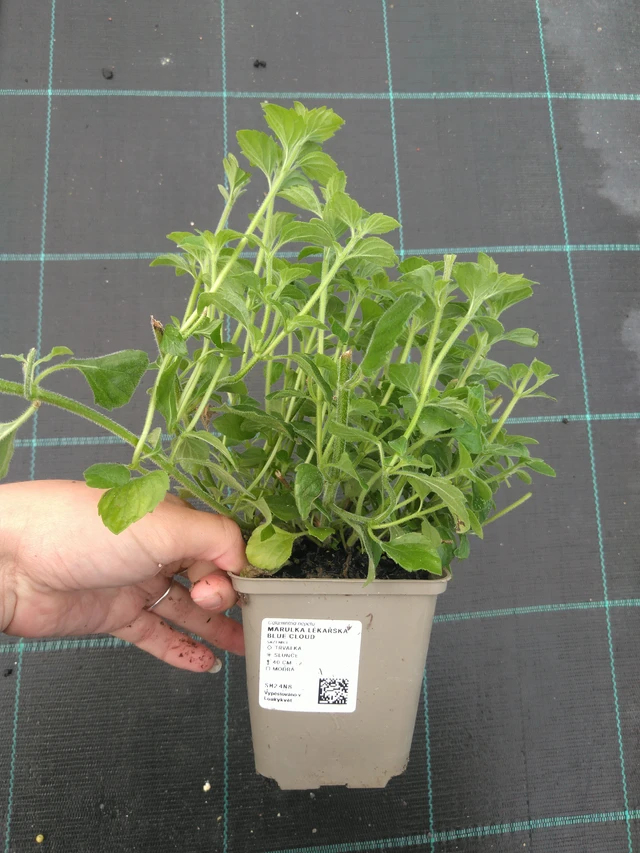 Käenminttu Blue Cloud - 11. 7. 2025