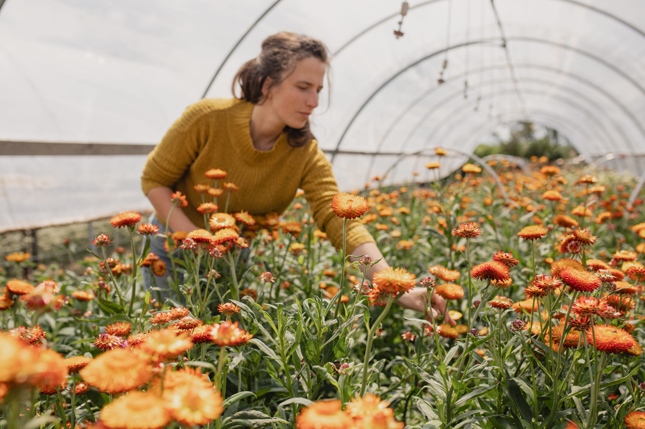 Olkikukka Orange, Loukykvět