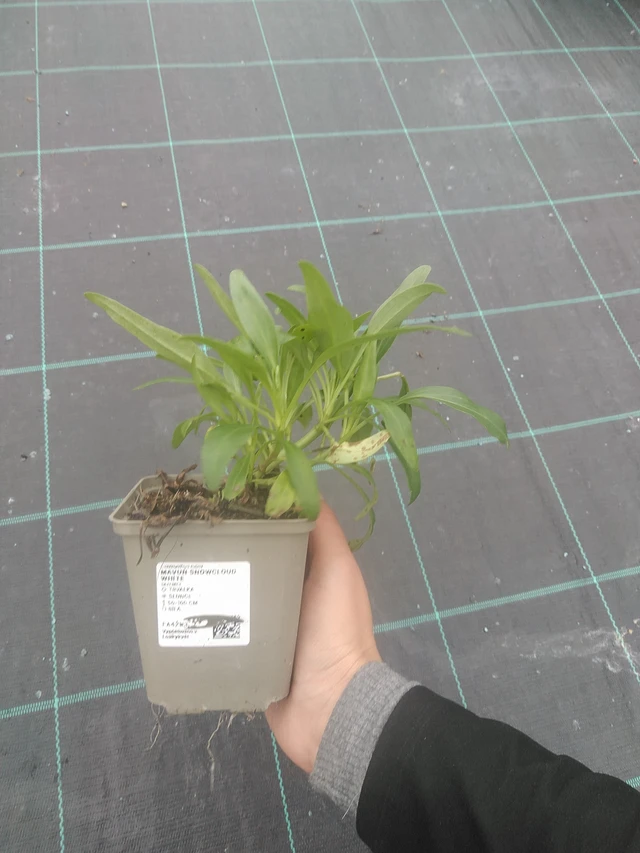 Komeapunikki Snowcloud White - 10. 10. 2025