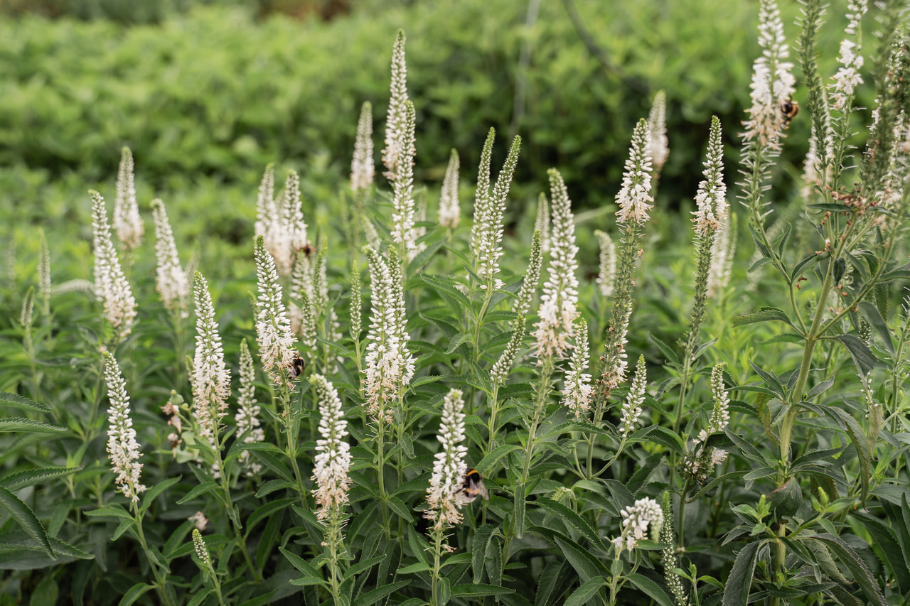 Tädyke Schneeriesin, Loukykvět