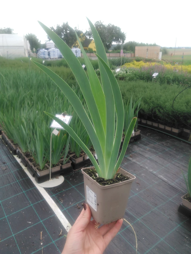 Kurjenmiekka Lovely Again - 2024