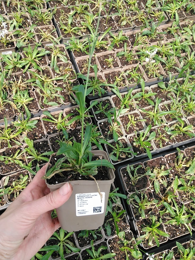 Flor de cuclillo White Robin - 9. 6. 2025