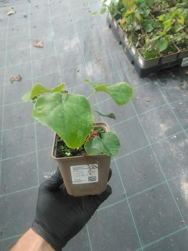 Epimedium Orangekönigin - 10. 9. 2025