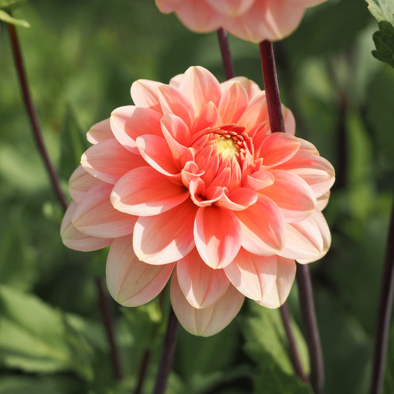 Dália Rosario, Loukykvět