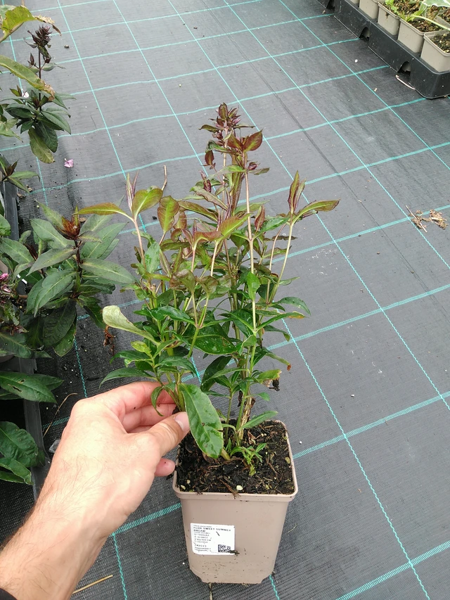 Syysleimu Sweet Summer Dream - 28. 7. 2025