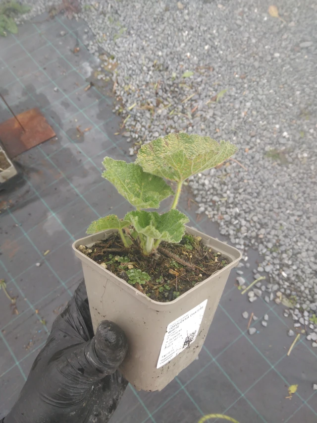 Malva real Chaters White - 23. 10. 2025