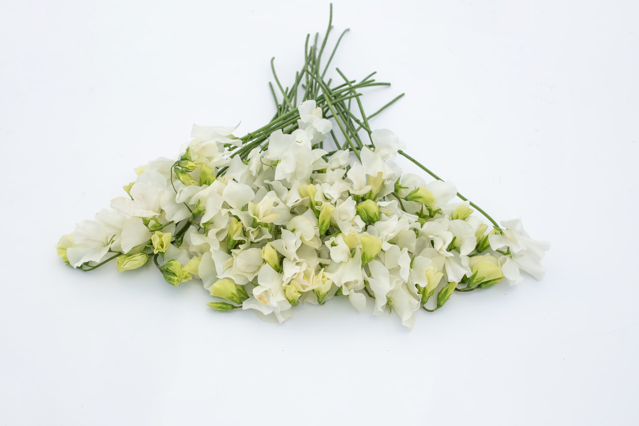 Lathyrus Spring Sunshine White, Loukykvět