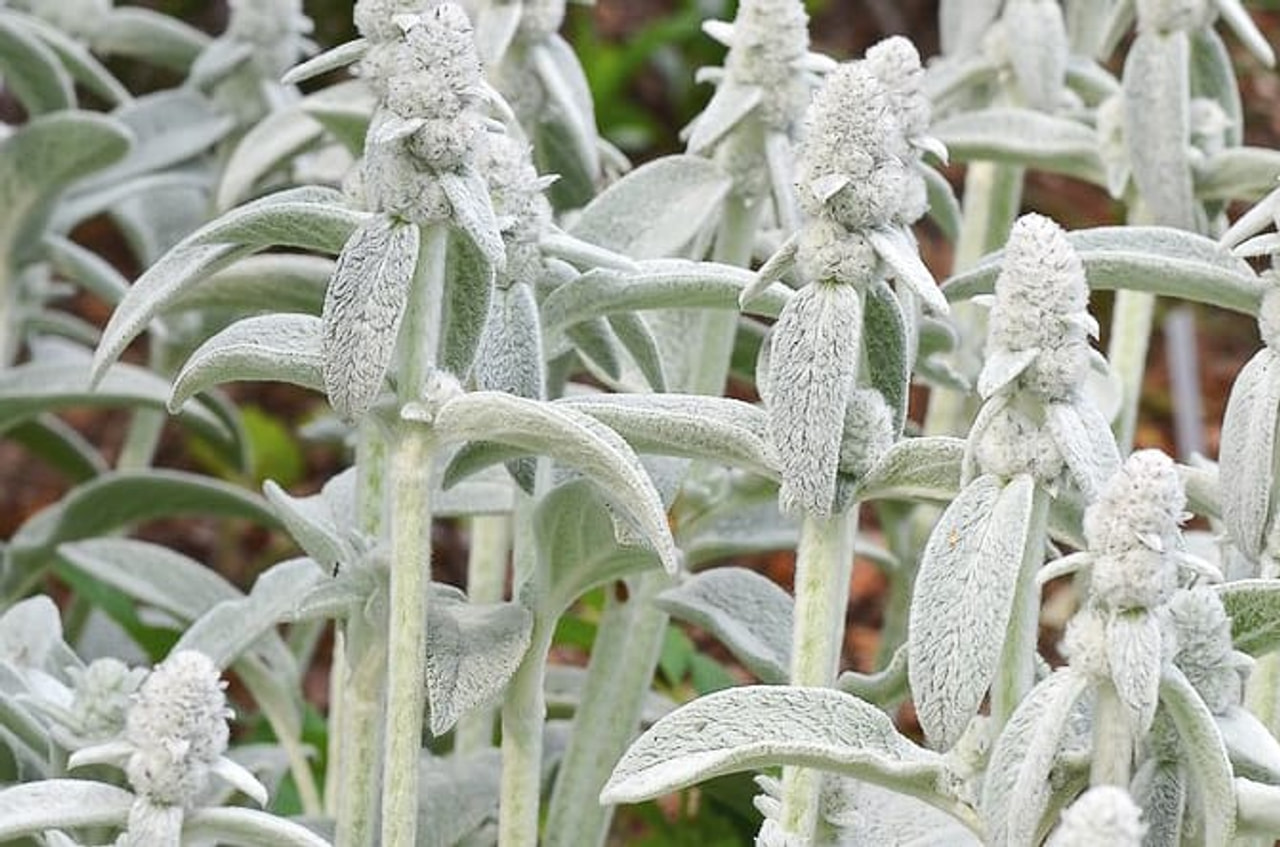 Nukkapähkämö Cottons Boll, Loukykvět