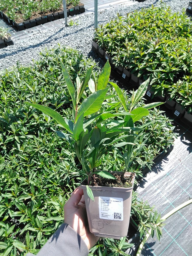 Syysleimu Sweet Summer Sensation - 13. 5. 2025