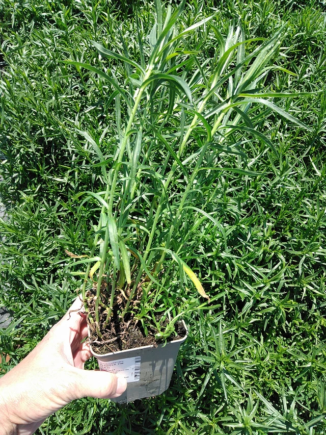 Kärsämö The Pearl - 13. 5. 2025