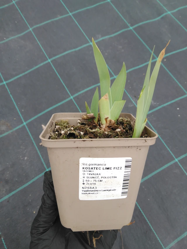 Kurjenmiekka Lime Fizz - 1. 4. 2026