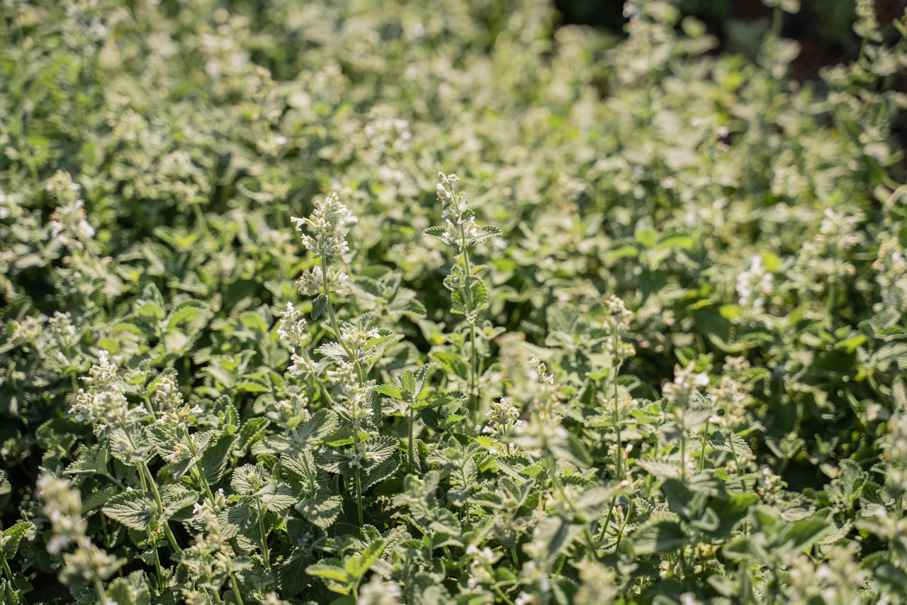 Kissanminttu Alba, Loukykvět