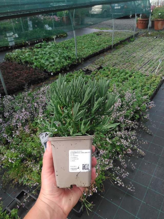 Lavande Edelweiss - 16. 9. 2026