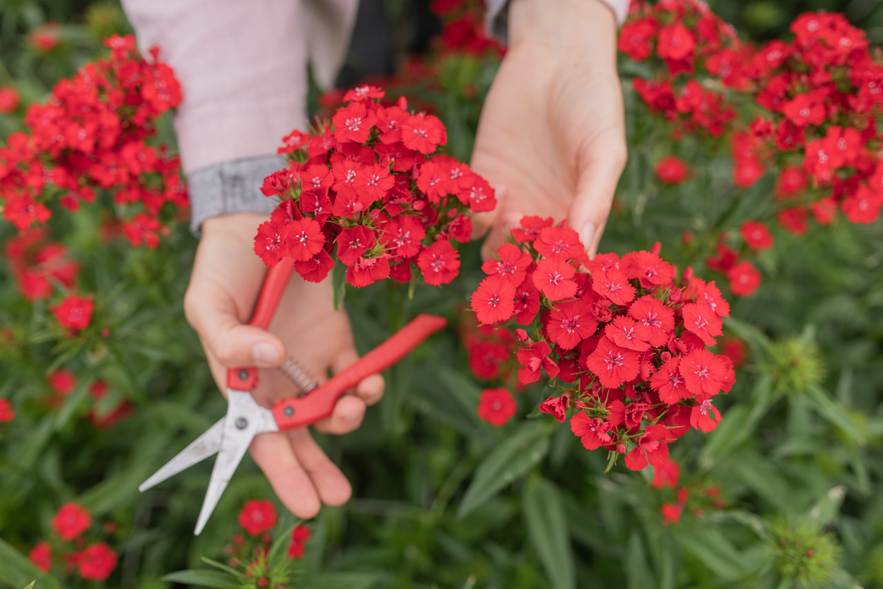 Clavel del poeta Sweet Scarlet, Loukykvět