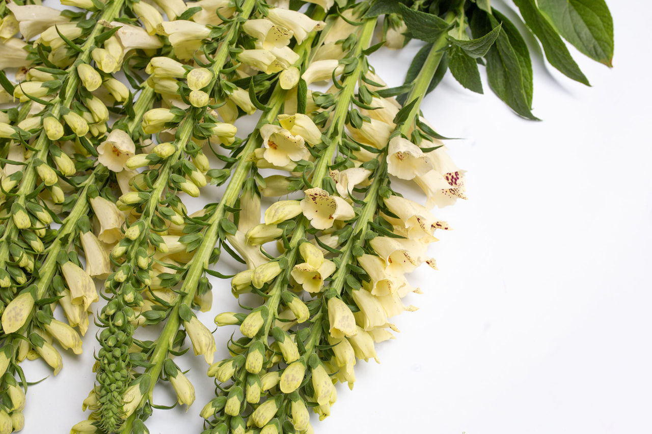 Dedalera Dalmatian Crème, Loukykvět