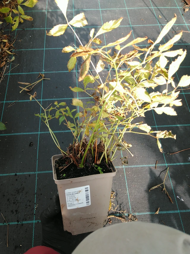 Jaloangervo Erika - 31. 10. 2025