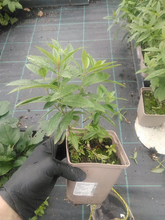 Tädykearvio Album - 10. 9. 2025