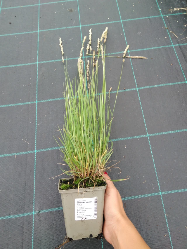 Tähkähelmikkä Silky - 10. 9. 2025