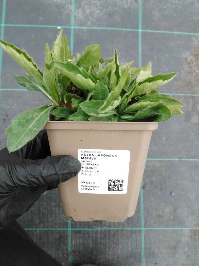 Kiinaasteri Madiva - 1. 4. 2026