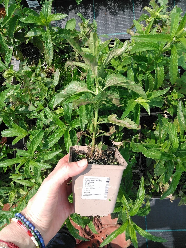 Tädyke White Jolanda - 9. 6. 2025