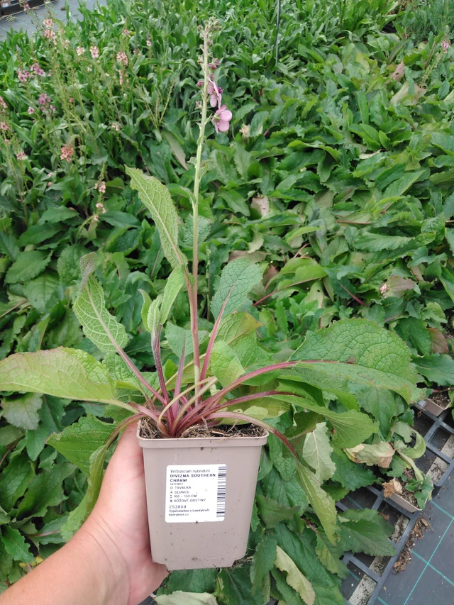 Verbascum Southern Charm - 2024