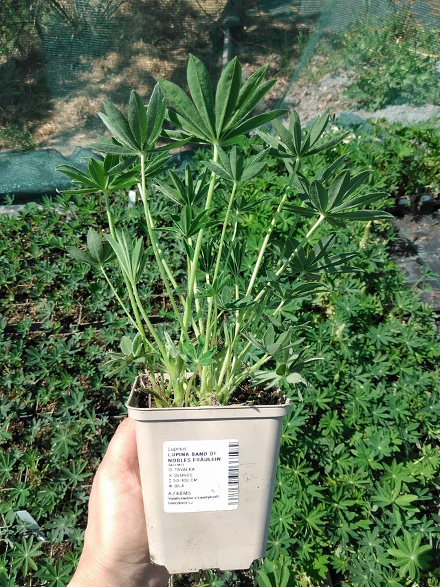 Lupiini Band of Nobles Fräulein - 13. 5. 2025