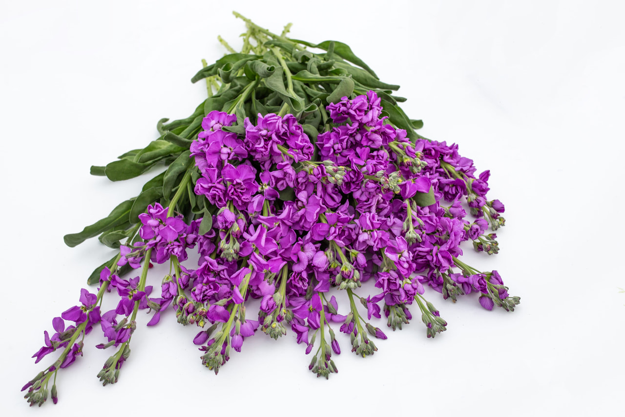 Alhelí Katz Blue, Loukykvět